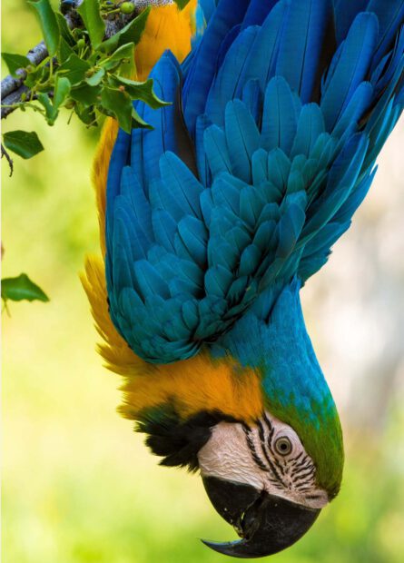 Blue parrot hanging upside down