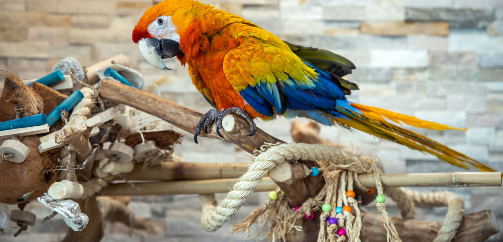 Maui the scarlet macaw on his wooden perch at our Wildwood Crest hotel