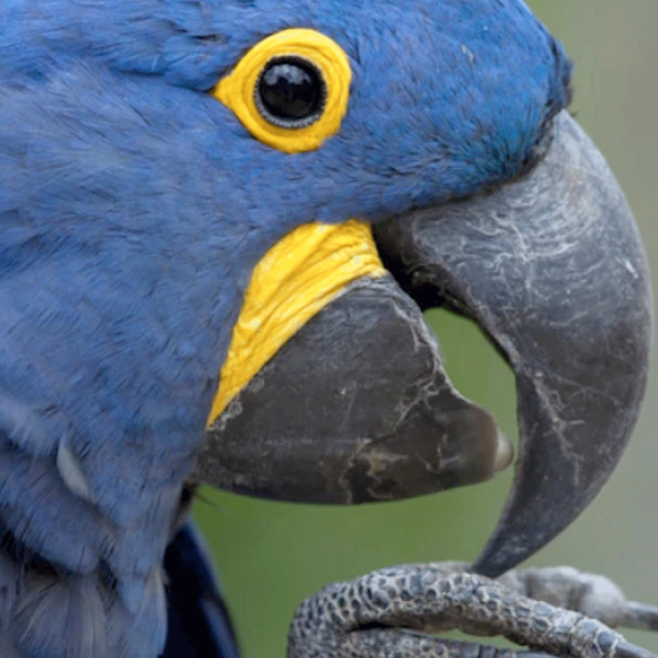 Blue macaw parrot mascot at our hotel in Wildwood Crest NJ