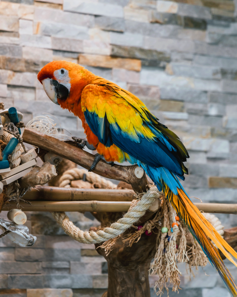 Maui the Macaw on his perch at Mahalo Diamond Beach