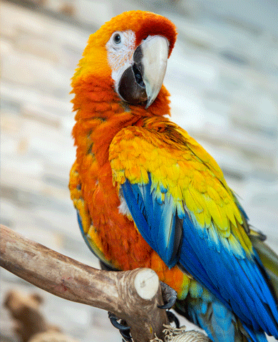 Maui the red macaw, a star attraction at our Diamond Beach hotel