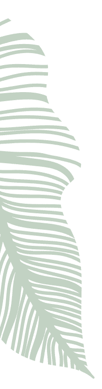 Decorative illustration of a green palm frond