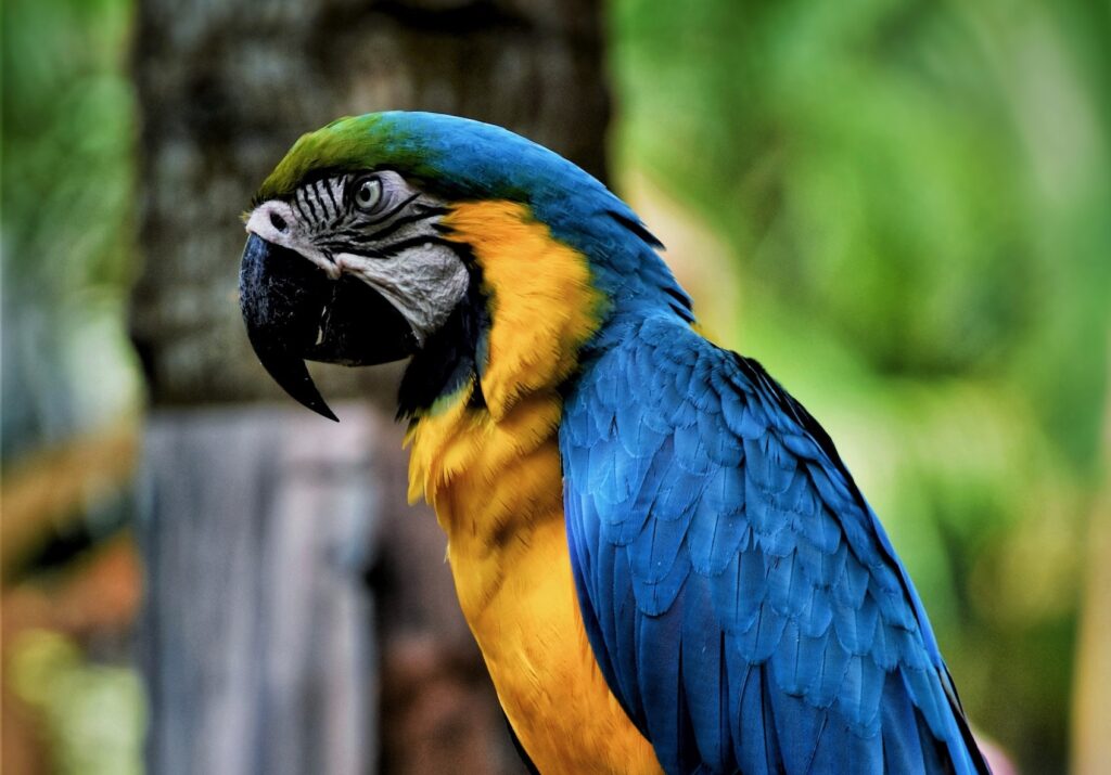 Blue Macaw in Cape May Zoo