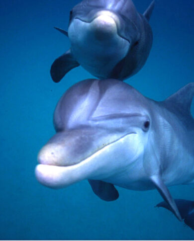 Underwater view of dolphins