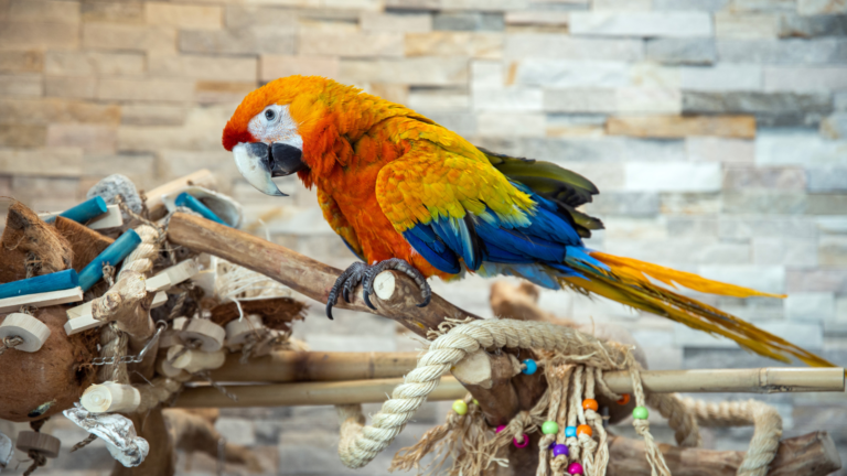 Maui the Macaw