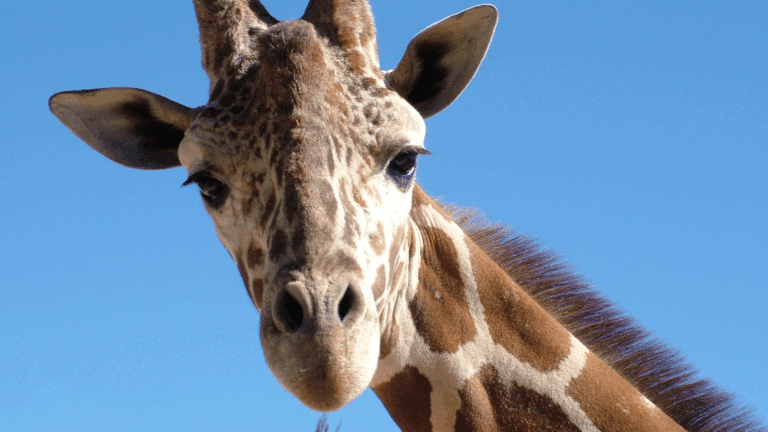 Closeup of a giraffe