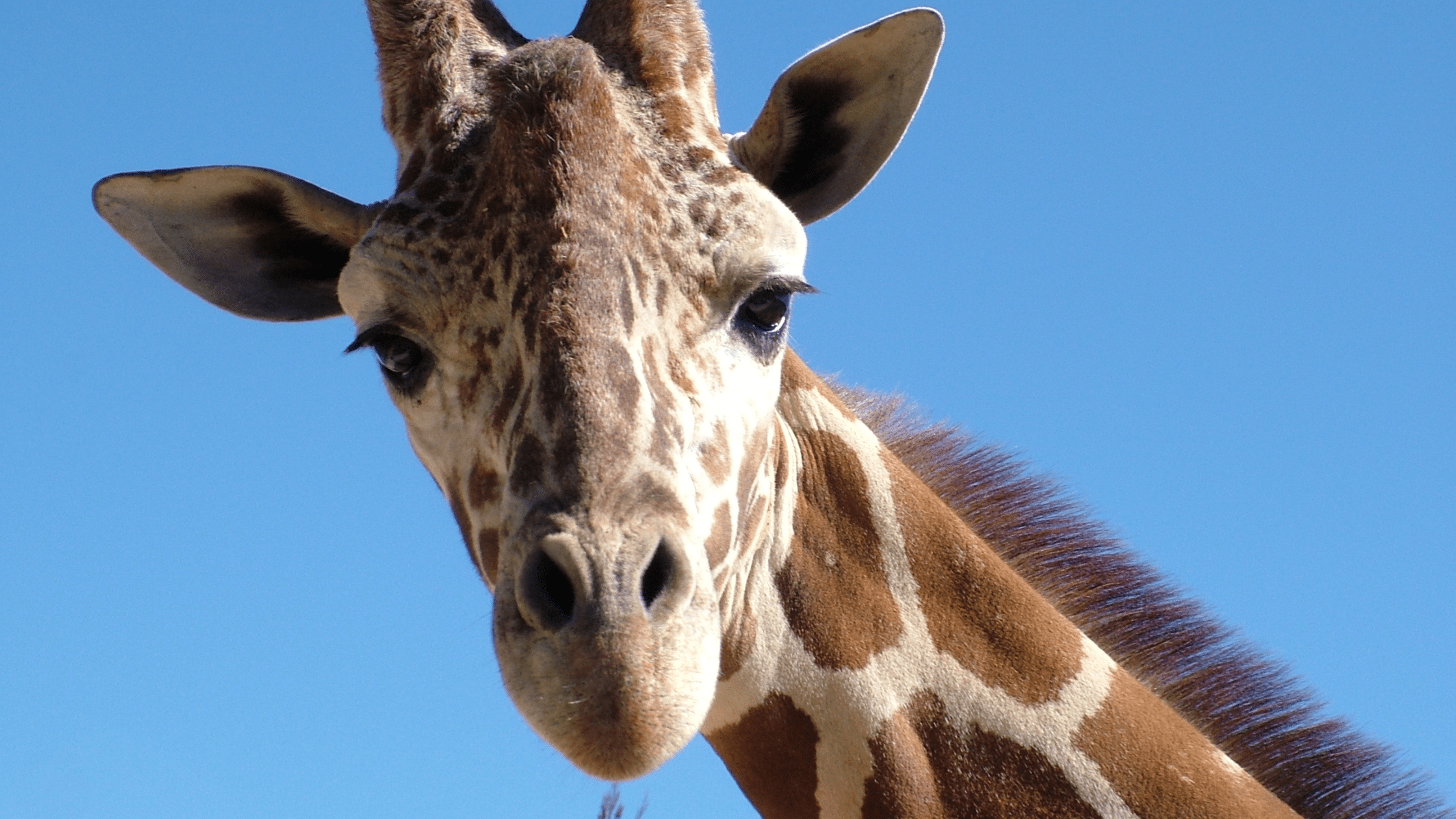 Closeup of a giraffe