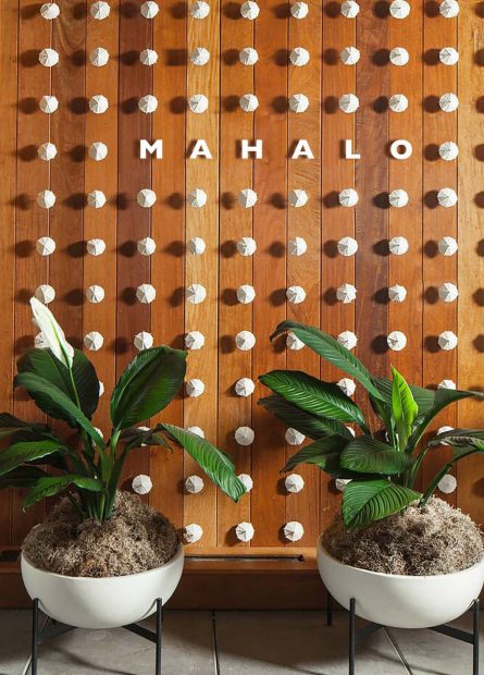 Wooden wall behind two plants with "Mahalo" written out